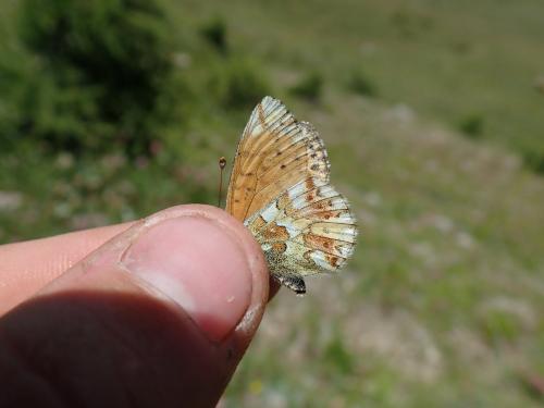 Boloria pales